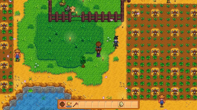 noix de coco de Stardew Valley