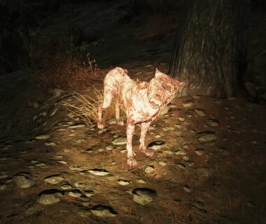 Combattre un loup dans Fallout 76.