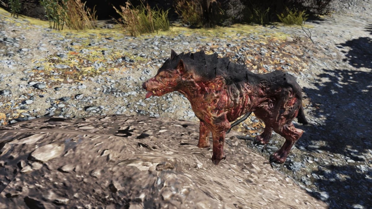 Combattre un loup dans Fallout 76.